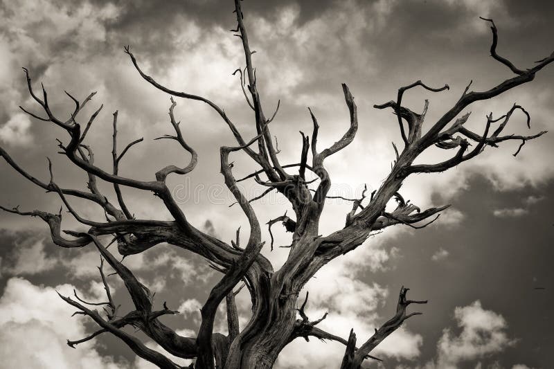 Árbol muerto fotos de archivo Árbol muerto fotos de archivo