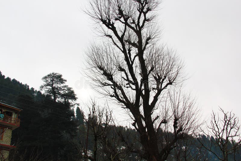 Árbol muerto aislado en la trayectoria blanca del fondo y de recortes fotografía de archivo libre de regalías Árbol muerto aislado en la trayectoria blanca del fondo y de recortes fotografía de archivo libre de regalías