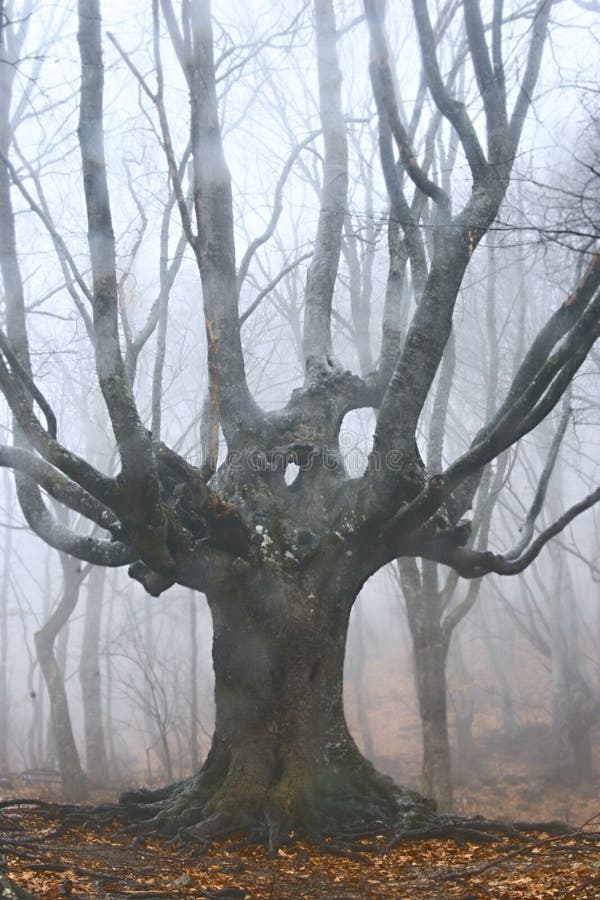 Big dead tree in foggy forest. Big dead tree in foggy forest