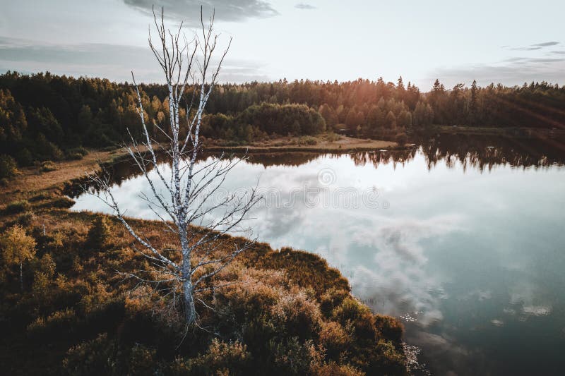 Árbol muerto viejo en el bosque cerca del lago en la puesta del sol imagenes de archivo Árbol muerto viejo en el bosque cerca del lago en la puesta del sol imagenes de archivo