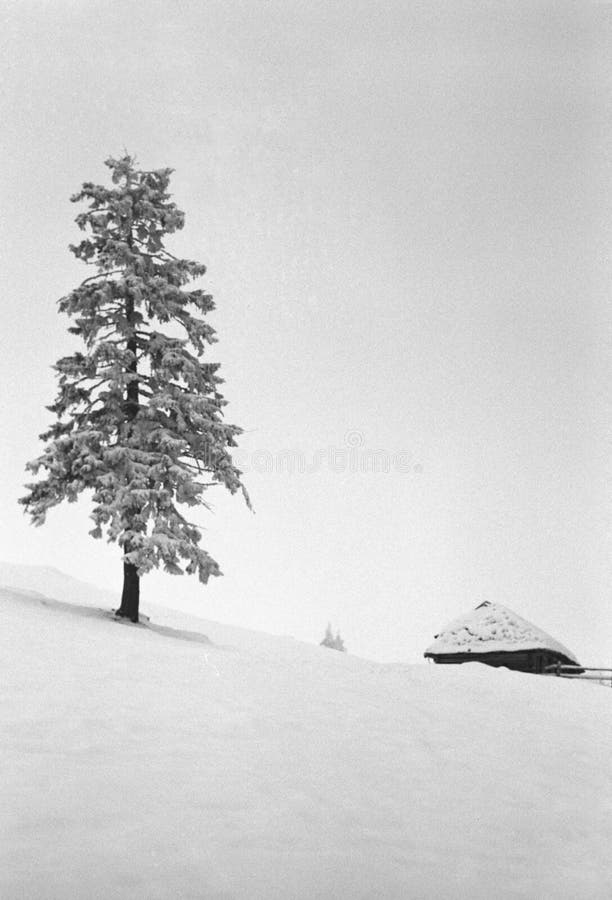 Árbol nevado de la montaña imagen de archivo libre de regalías