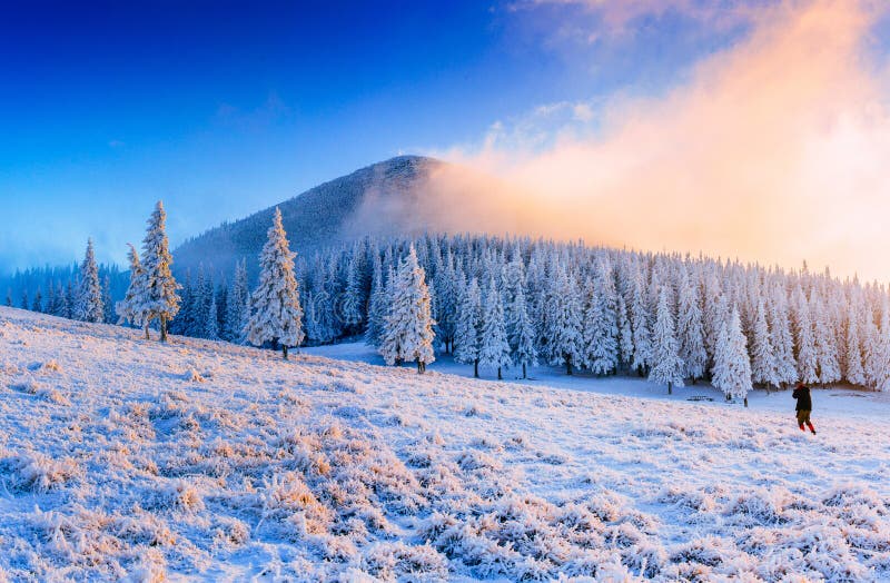 Árbol nevado del invierno mágico Cárpato, Ucrania, Europa fotos de archivo Árbol nevado del invierno mágico Cárpato, Ucrania, Europa fotos de archivo