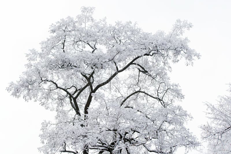 Snow covered tree on foggy sky background. Winter nature, natural environment concept. Christmas and new year holidays celebration. Snow covered tree on foggy sky background. Winter nature, natural environment concept. Christmas and new year holidays celebration.