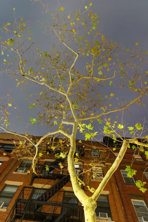 Árbol otoñal en una calle en la noche, New York City de Manhattan imagen de archivo libre de regalías Árbol otoñal en una calle en la noche, New York City de Manhattan imagen de archivo libre de regalías