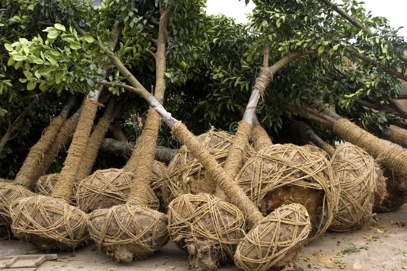 Some green trees on the ground for cultivation ,the tree root are packaged with earth and rope. Some green trees on the ground for cultivation ,the tree root are packaged with earth and rope.