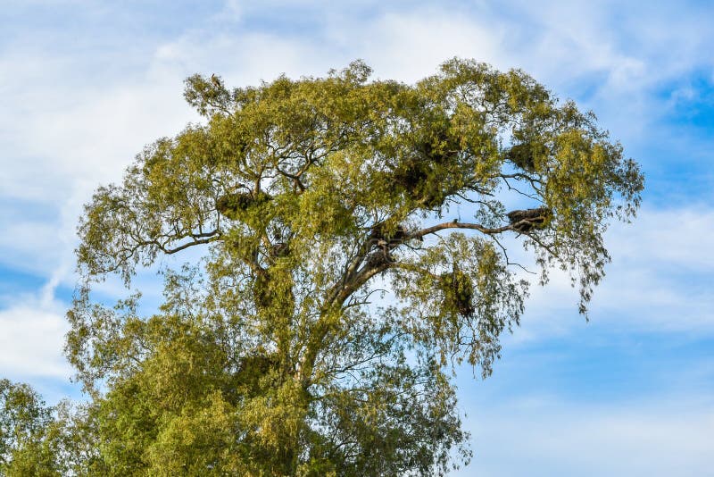 Árbol por completo de las jerarquías de la cigüeña imagenes de archivo Árbol por completo de las jerarquías de la cigüeña imagenes de archivo