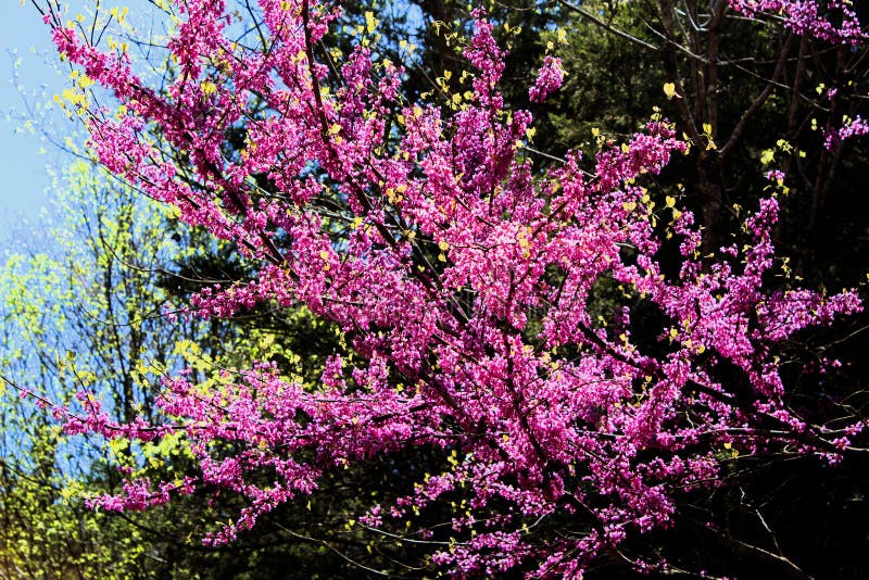 Árbol púrpura del redbud en la floración en Missouri fotografía de archivo libre de regalías Árbol púrpura del redbud en la floración en Missouri fotografía de archivo libre de regalías