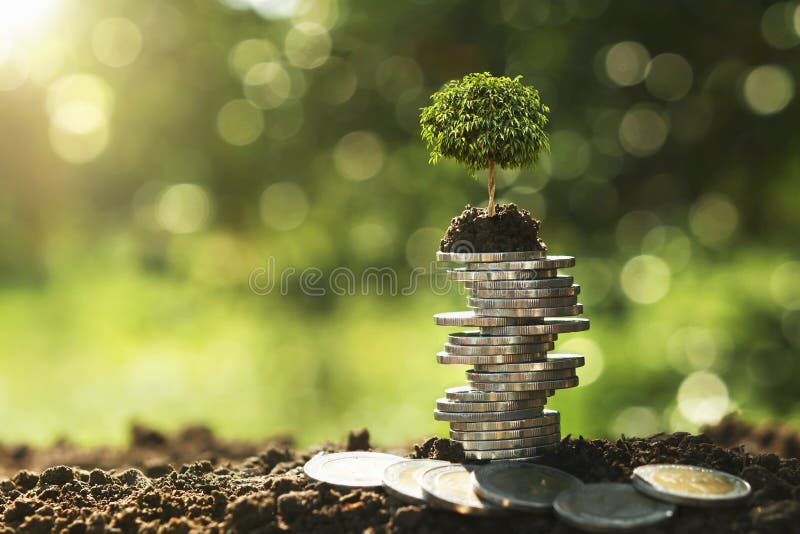 árbol que crece en pila de la moneda en naturaleza con el dinero de ahorro del concepto de la sol fotos de archivo libres de regalías árbol que crece en pila de la moneda en naturaleza con el dinero de ahorro del concepto de la sol fotos de archivo libres de regalías