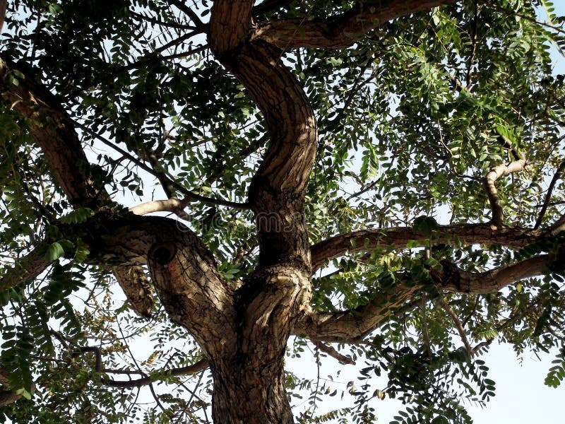 Árbol, ramas y hojas imagen de archivo