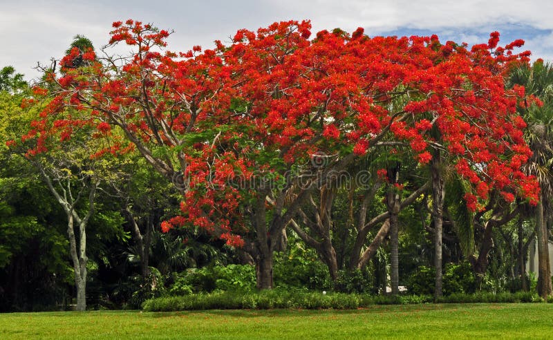 Árbol real de Poinciana imagen de archivo libre de regalías