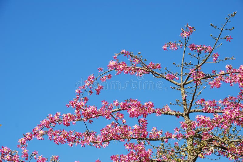 Árbol rosado del weigela (fondo del cielo)