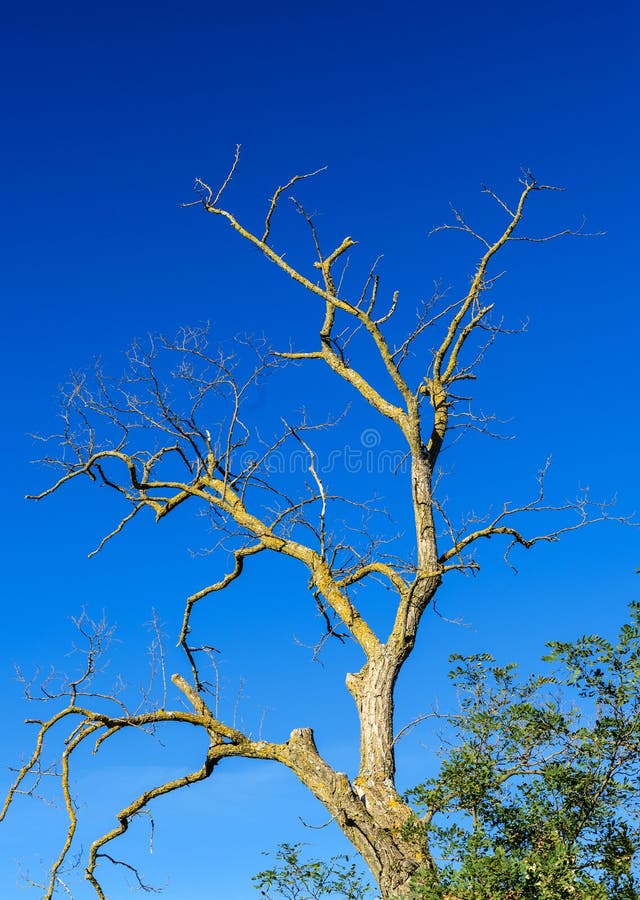 Árbol seco en el cielo azul imágenes de archivo libres de regalías Árbol seco en el cielo azul imágenes de archivo libres de regalías