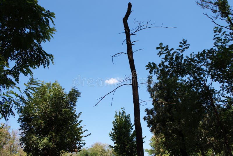 Árbol seco que acomete en el cielo azul fotos de archivo libres de regalías Árbol seco que acomete en el cielo azul fotos de archivo libres de regalías