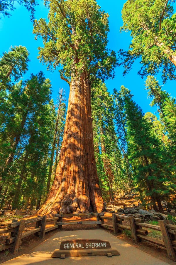 General Sherman tree in Sequoia National Park, Sierra Nevada in California, United States of America. The General Sherman tree is famous to be the largest tree in the world. General Sherman tree in Sequoia National Park, Sierra Nevada in California, United States of America. The General Sherman tree is famous to be the largest tree in the world.