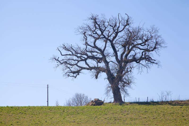 Árbol solitario espeluznante imágenes de archivo libres de regalías Árbol solitario espeluznante imágenes de archivo libres de regalías