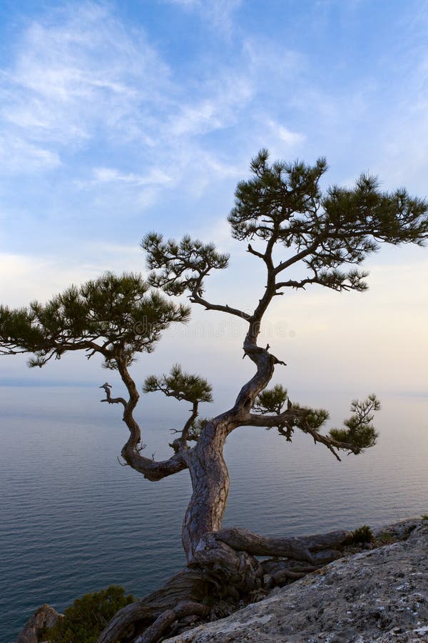 Árbol solo del enebro en la puesta del sol imagen de archivo libre de regalías Árbol solo del enebro en la puesta del sol imagen de archivo libre de regalías