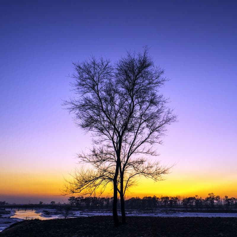 Árbol solo en la oscuridad por el río en invierno fotos de archivo Árbol solo en la oscuridad por el río en invierno fotos de archivo