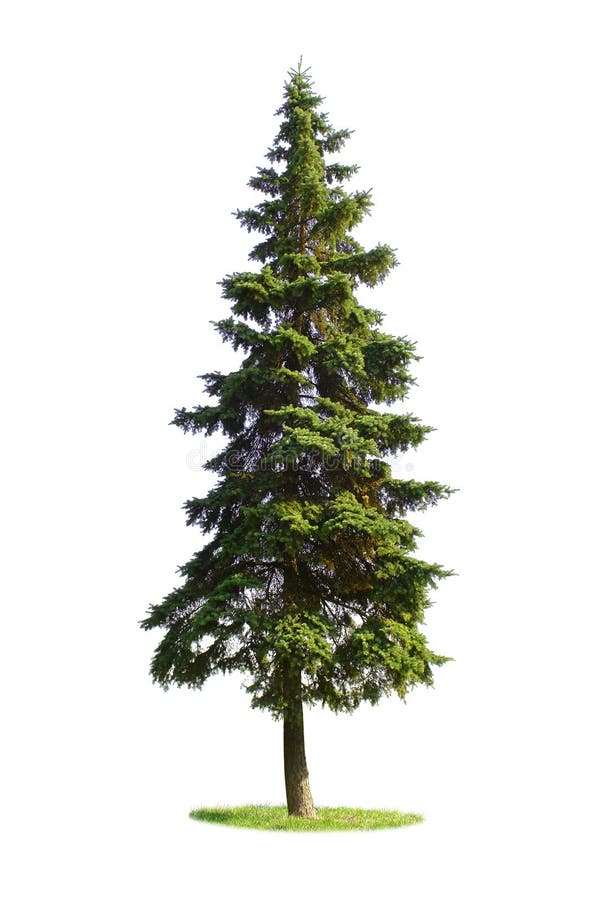 Árbol spruce gigante