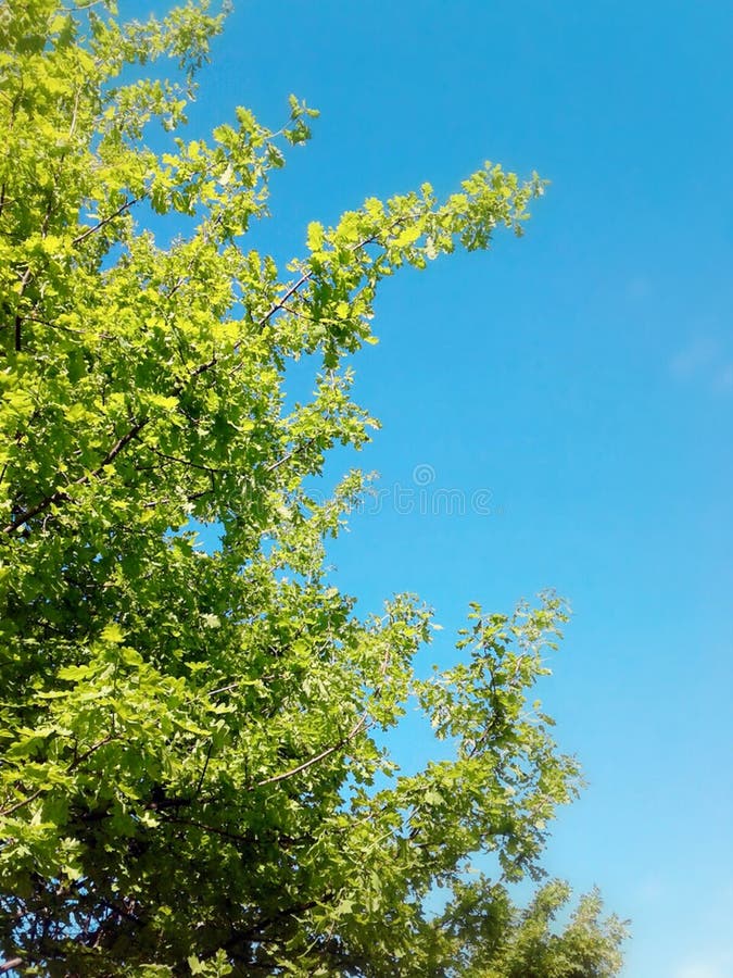 Árbol verde fotografía de archivo Árbol verde fotografía de archivo