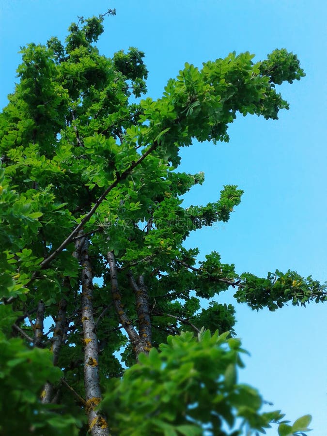 Árbol verde imagen de archivo libre de regalías Árbol verde imagen de archivo libre de regalías
