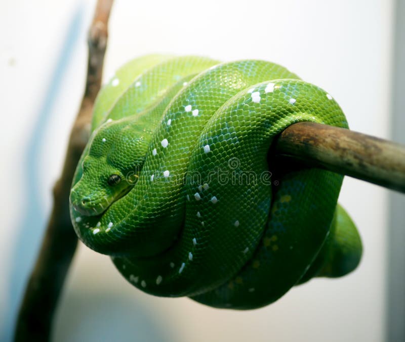  Árbol verde Python fotografía de archivo libre de regalías