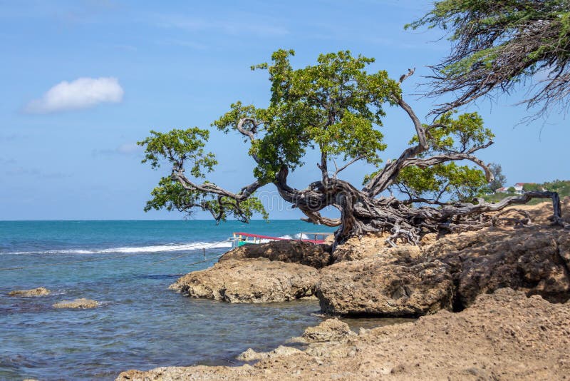 Árbol viejo arbolado en Treasure Beach, jamaica imagen de archivo libre de regalías Árbol viejo arbolado en Treasure Beach, jamaica imagen de archivo libre de regalías