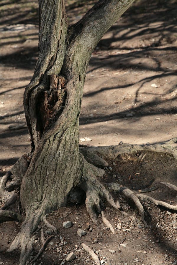 Tree root knothole age shadow single dry old ruine. Tree root knothole age shadow single dry old ruine