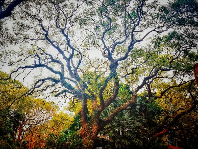Árbol viejo mágico Bosque del otoño con los rayos del sol imagen de archivo Árbol viejo mágico Bosque del otoño con los rayos del sol imagen de archivo