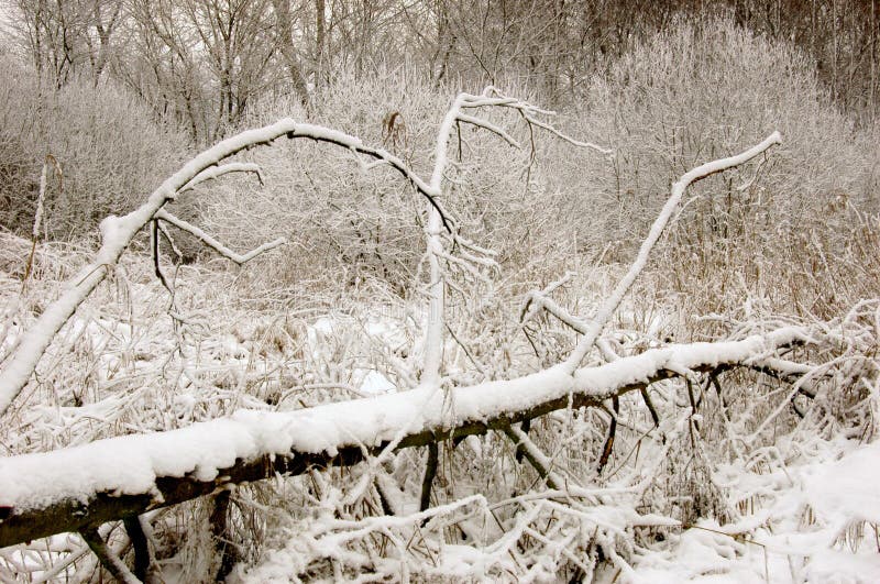 árbol Viento-caido en invierno