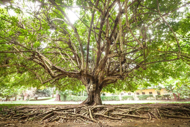 Árbol y raíces imagenes de archivo Árbol y raíces imagenes de archivo