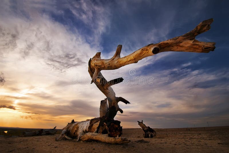 This photograph is in the Autumn of 2009, in China the kanas in Xinjiang colorful beach.Twilight in the desert, a poplar tree, lying quietly. Poplar tree is a tree species very strong vitality, Generally, when the bark of trees is stripped, trees die ,But was stripped of the bark of poplar, will still be tough to live. This photograph is in the Autumn of 2009, in China the kanas in Xinjiang colorful beach.Twilight in the desert, a poplar tree, lying quietly. Poplar tree is a tree species very strong vitality, Generally, when the bark of trees is stripped, trees die ,But was stripped of the bark of poplar, will still be tough to live.