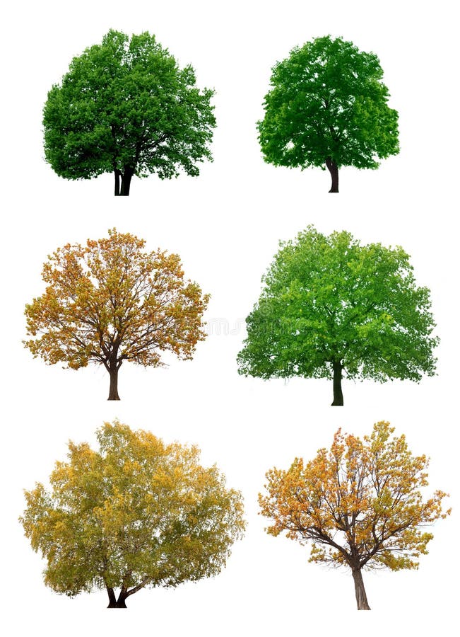 Autumn and summer trees isolated on white background. Autumn and summer trees isolated on white background