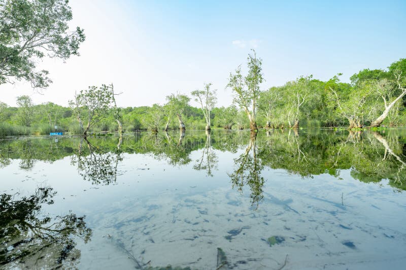 árboles blancos de samet o cajuput en bosque de humedales con reflejos en agua. jardín botánico verde. humedal de agua dulce. bell fotografía de archivo libre de regalías