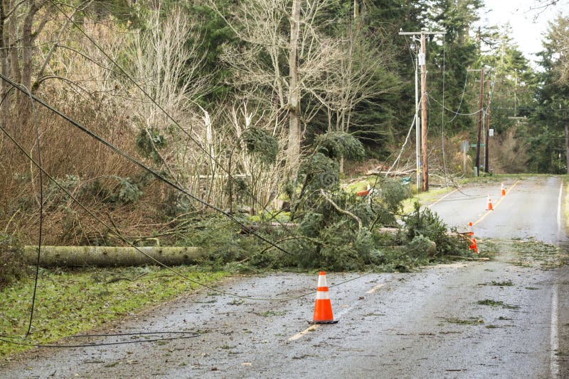 Árboles caidos y líneas eléctricas tragadas que bloquean un camino; peligros después de una tormenta del viento del desastre natu