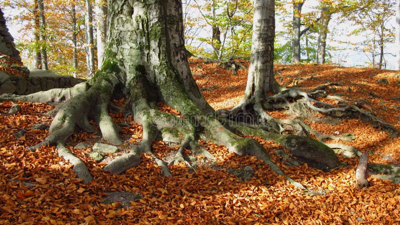 Troncos Torcidos De Los árboles De Haya - Bosque Viejo De La Haya