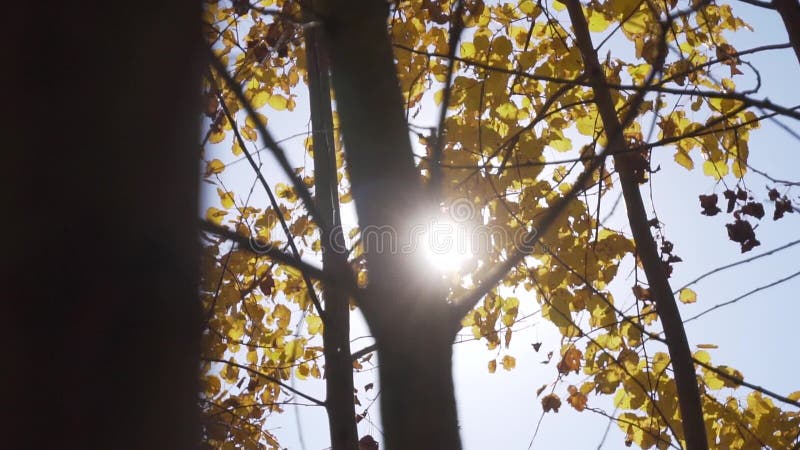 Árboles con ramas delgadas y hojas amarillas caídas con luz solar