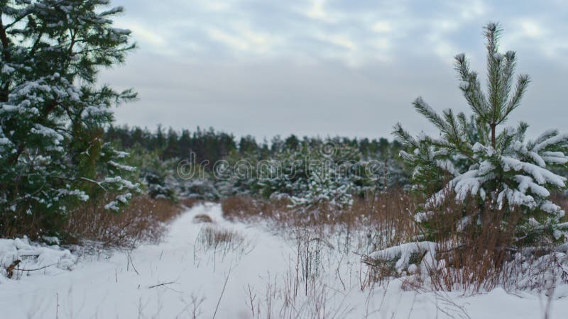 árboles de abeto parados en la nieve cubierta por el bosque de invierno. plantas de coníferas cubiertas de nieve.