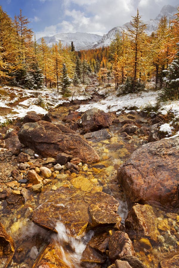 Árboles de alerce en caída después de la primera nieve, Banff NP, Canadá imagen de archivo libre de regalías Árboles de alerce en caída después de la primera nieve, Banff NP, Canadá imagen de archivo libre de regalías