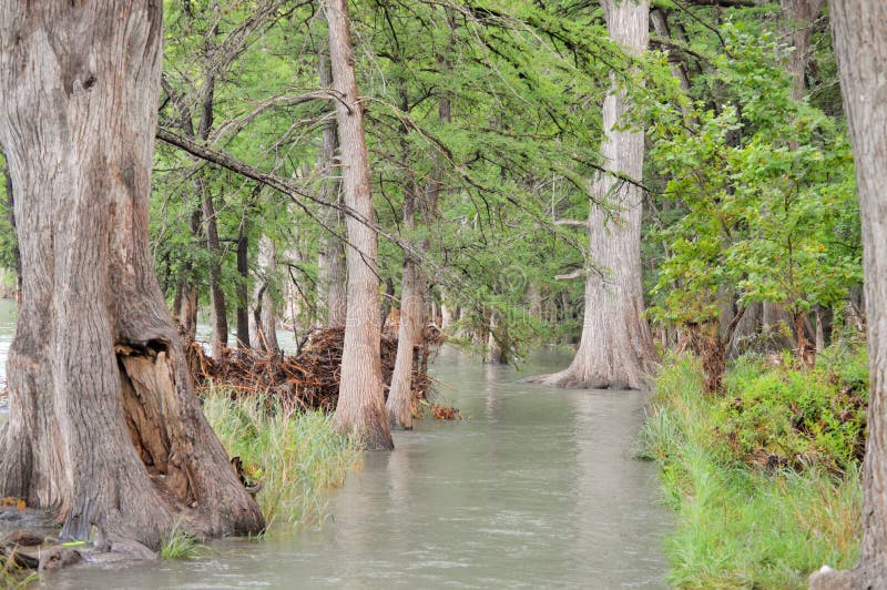 Árboles de Cypress en el río de Frio fotografía de archivo Árboles de Cypress en el río de Frio fotografía de archivo