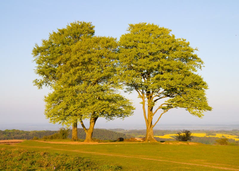 Árboles de haya en las colinas de Quantock en Somerset fotos de archivo libres de regalías Árboles de haya en las colinas de Quantock en Somerset fotos de archivo libres de regalías