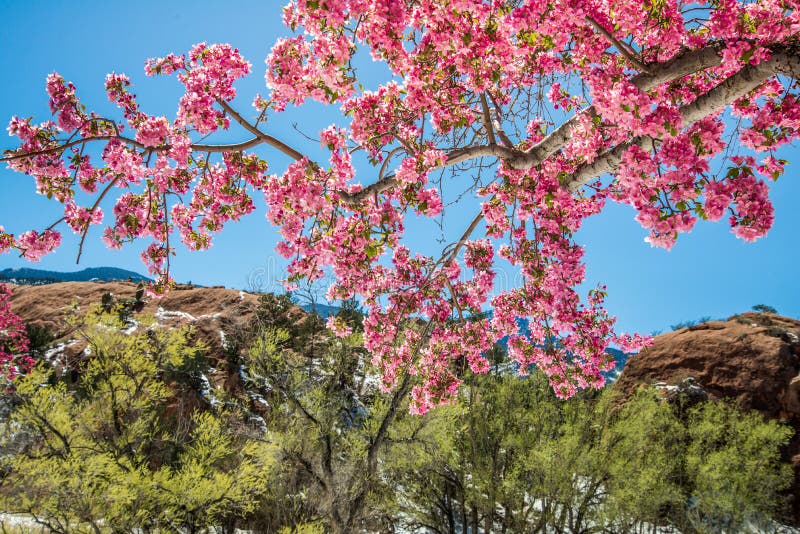 Árboles de la flor de cerezo en el espacio abierto Colorado Spri del barranco rojo de la roca