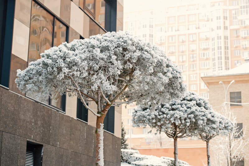 Needle leaf trees covered with white snow on urban background. Winter nature concept. Christmas and new year greetings. Needle leaf trees covered with white snow on urban background. Winter nature concept. Christmas and new year greetings.