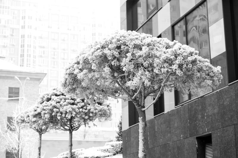 Needle leaf trees covered with white snow on urban background. Winter nature concept. Christmas and new year greetings. Needle leaf trees covered with white snow on urban background. Winter nature concept. Christmas and new year greetings.