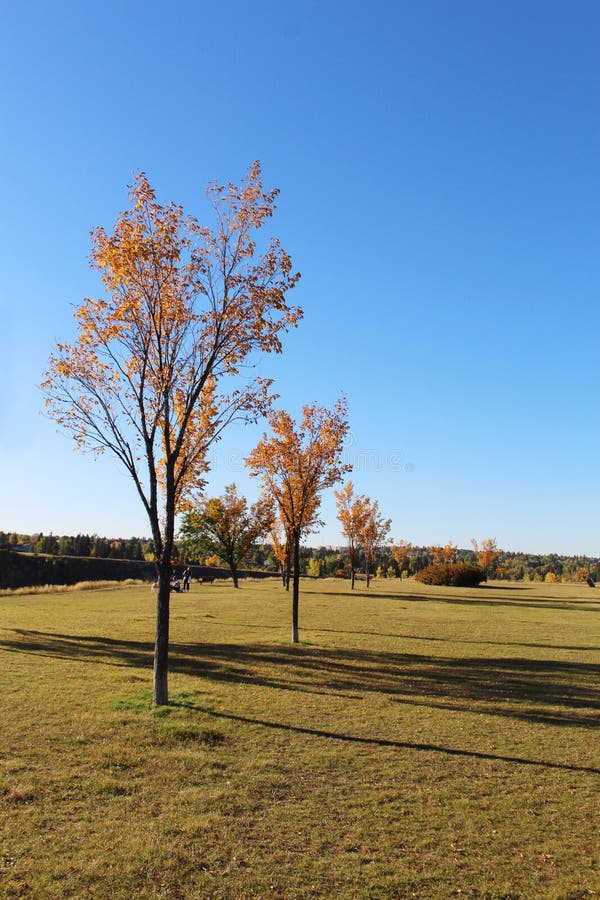 Ãrboles de otoño en un campo amarillo en el Parque Riverdale, Calgary, Alberta, Canadá imagen de archivo libre de regalías Ãrboles de otoño en un campo amarillo en el Parque Riverdale, Calgary, Alberta, Canadá imagen de archivo libre de regalías