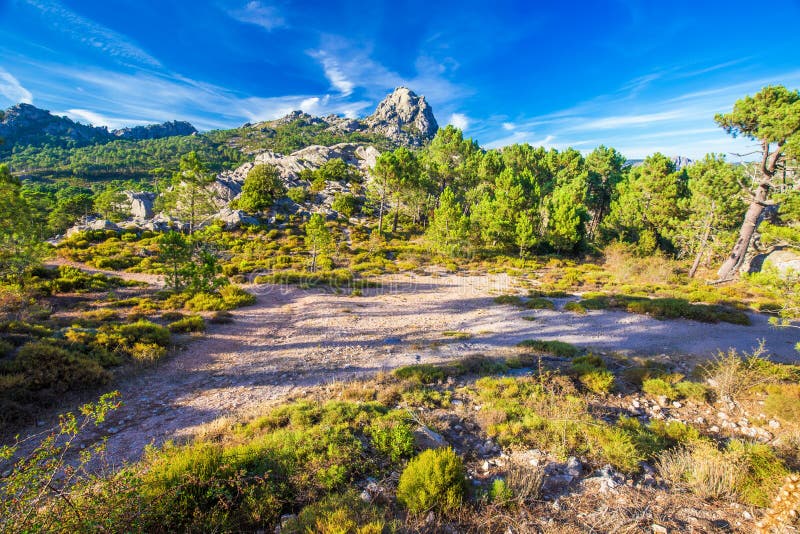 Árboles de pino en las montañas de Bavella de la cuesta, isla de Córcega, Francia, imagenes de archivo Árboles de pino en las montañas de Bavella de la cuesta, isla de Córcega, Francia, imagenes de archivo