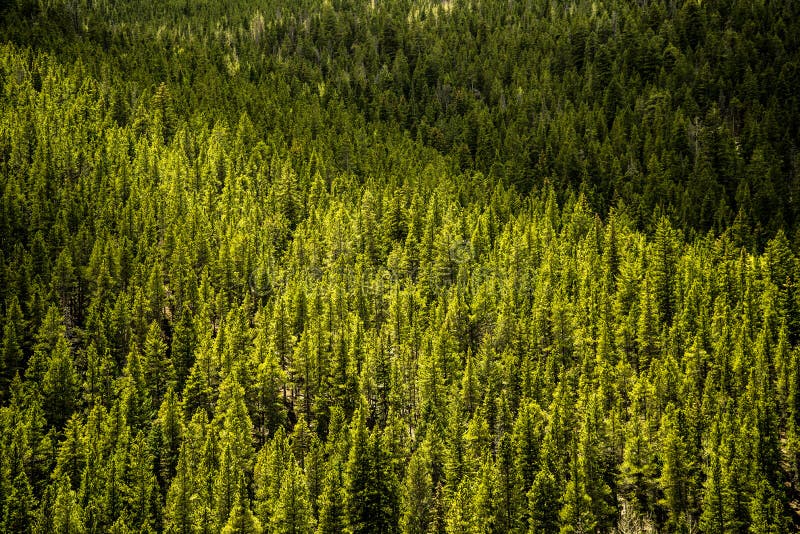 Árboles de pino imperecederos - bosque de la montaña