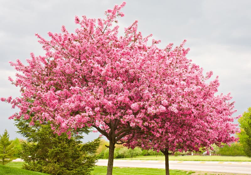 Árboles de Redbud foto de archivo libre de regalías Árboles de Redbud foto de archivo libre de regalías