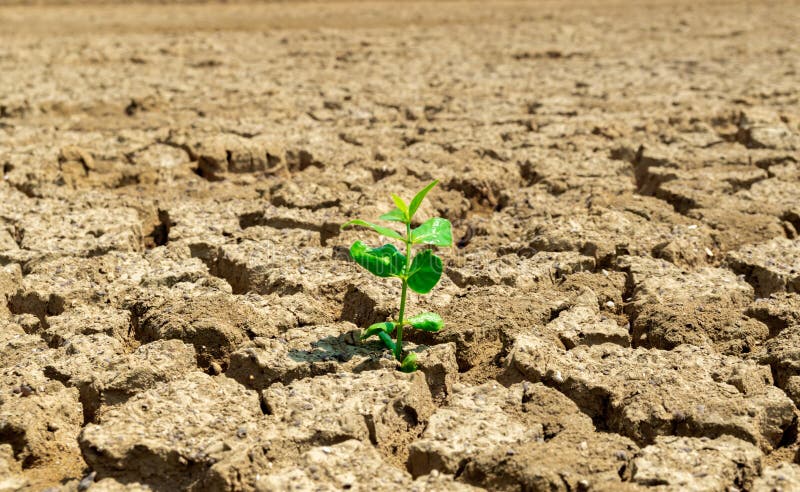 árboles de suelo de sequía en el terreno de la ecología y el medio ambiente foto de archivo libre de regalías