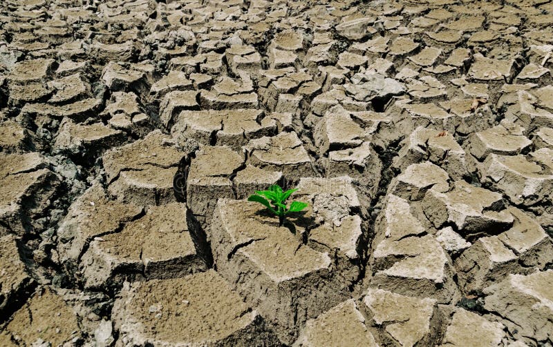 árboles de suelo de sequía en el terreno de la ecología y el medio ambiente imagenes de archivo