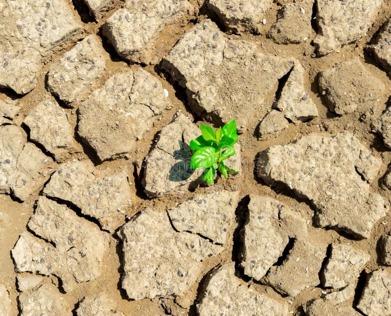 árboles de suelo de sequía en el terreno de la ecología y el medio ambiente imágenes de archivo libres de regalías